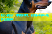 糖心视频：午夜释放，在线尽享私密影音盛宴